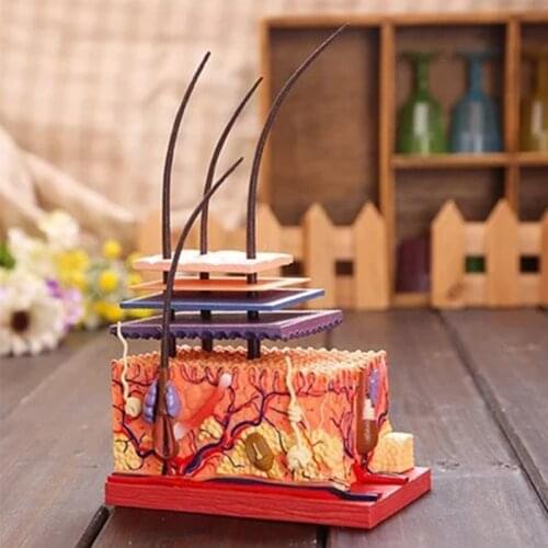 4D Master Anime 19CM Human Skin Hair Organs Assemble Model 19 Parts Anatomy Medical Body Skeleton Sceince Educational Toy