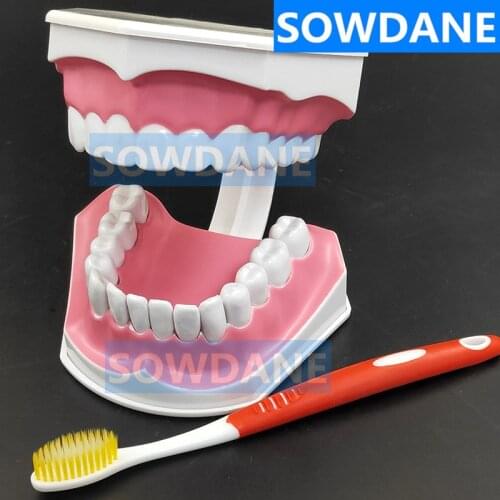 Teeth Model Brush Teaching Models Dental Adult Standard Oral Model Early Educational for Kids Tooth Models