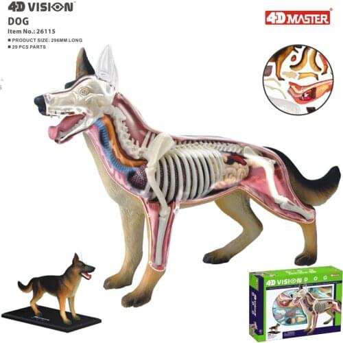 Dog 4d master puzzle Assembling toy Animal Biology organ anatomical model medical teaching model