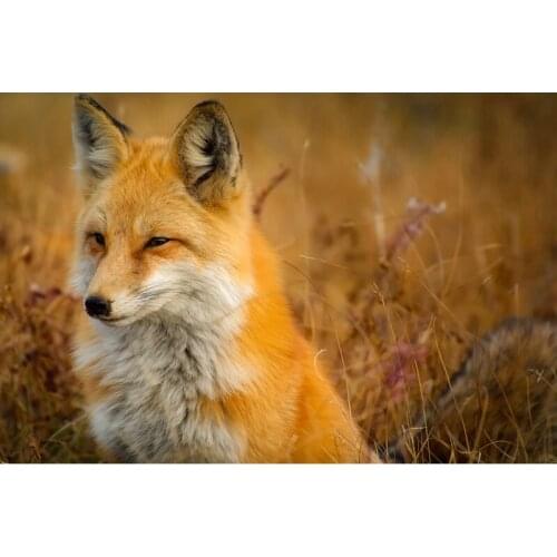 5D Diamond Painting Full Round "Little Fox" Diamond Embroidery Resin Animal Pictures Diamond Mosaic Home Decoration