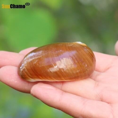 Fashion Natural Shell Conch Decorative Hermit Crab Shell Fishbowl Aquarium Landscape Conch Ornament Mediterranean Creative Gifts