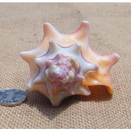 Rare natural conch shell colorful rainbow angle conch snail platform fish tank wedding gift childrens toy Mediterranean