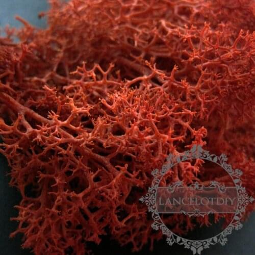 Real dark red dry preserved dyed lichen moss for DIY glass dome filling 1503023