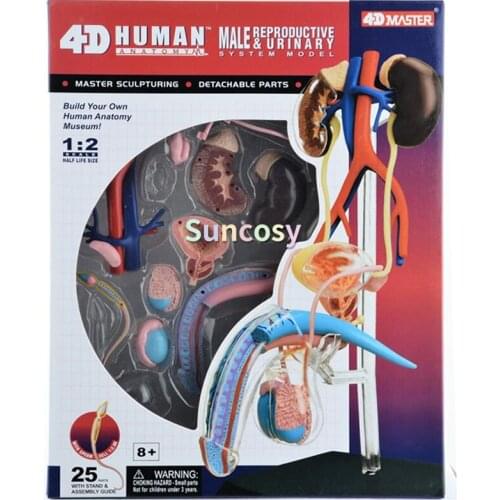 1pc 1:2 4d Master Human Body Assembly Model Male Reproductive System Anotomy Medical Teaching Model All Detachable Plastic Model