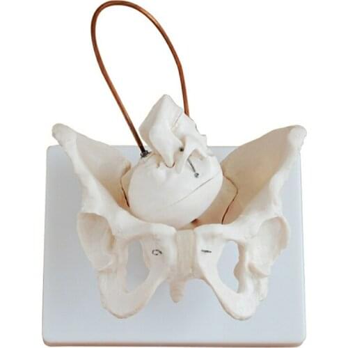 Medical teaching skeleton Birth Demonstration Model