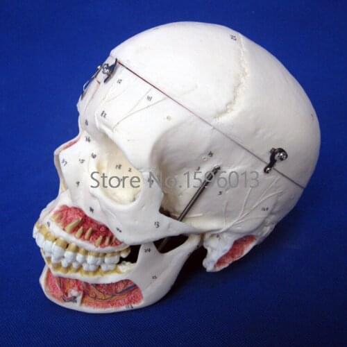 Disassembled Adult Skull Model with Blood Vessels and Nerves, 10 Parts Adult Skull with Neurovascular