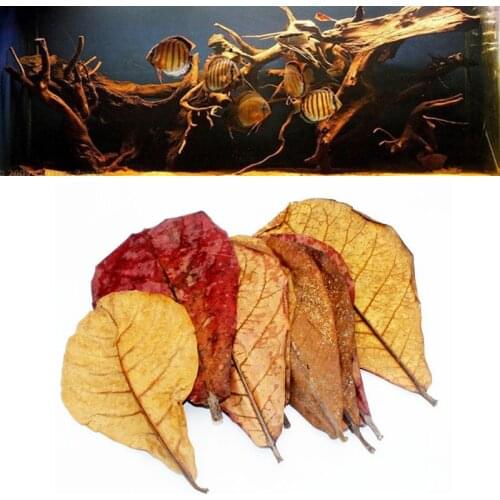 15/35/60Pcs Grade A Natural Terminalia Catappa Foetida Leaves Island Almond Leaf Fish Cleaning/Treatment Aquarium Tank