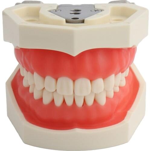 Dental Teaching Model Teeth Model Standard Model with 28pcs Screw-in Teeths Demonstration Soft Gum