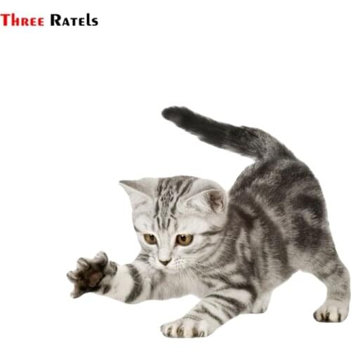Three ratels FTC-757#14x17cm American Shorthair cat kitten scratching window wall auto motorcycle car sticker decal
