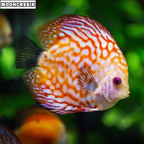 New 5D Diy Diamond Painting Full Round Diamond Embroidery Animal Fish Cross Stitch Handicraft Mosaic Diamond Crafts Home Decor