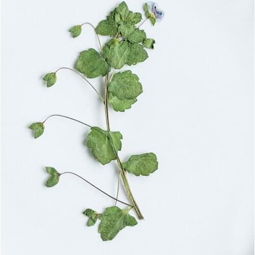 120pcs Pressed Dried Flower Veronica didyma Tenore Stem Herbarium Epoxy Jewelry Bookmark Phone Case Makeup Nail Art Craft DIY