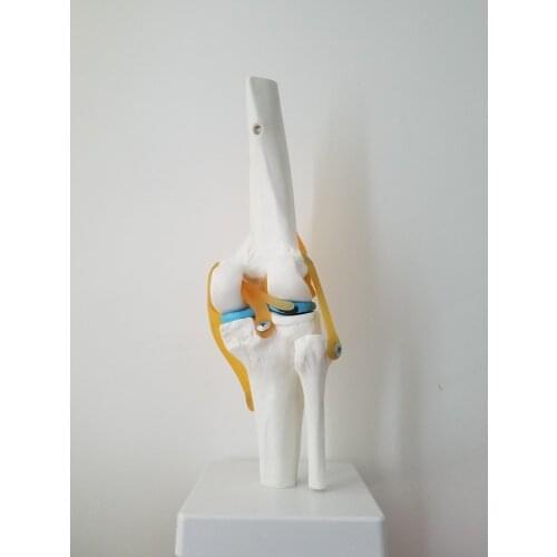 Life Size Human odontologia Knee Joint Model skull veterinaria Anatomy medical Head medical models nursing training manikins