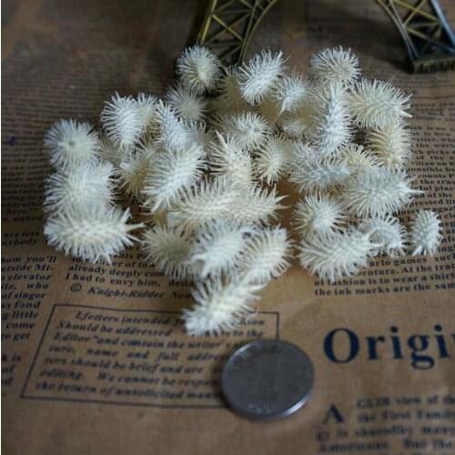 100g Dried Preserved Thorn Fruit Flower For Wedding Party Home Hotel Decoration DIY Bouquet Project Accessory