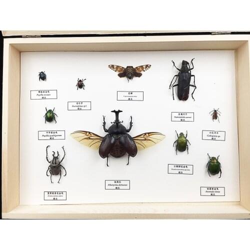 Good quality Insect specimens set with demonstration frames cicada /locust/beetles/Coleoptera/Trypoxylus dichotomus