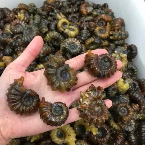 1pcs Rare Madagascar Snail fossil Crioceras Marine Life Paleontological Animal Fossil Teaching Specimen Collection Gift 3cm