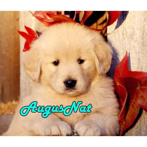 Kids dog diamond painting full gold retriever resin beads picture daimand embroidery stickers puzzle daimond paint by numbers