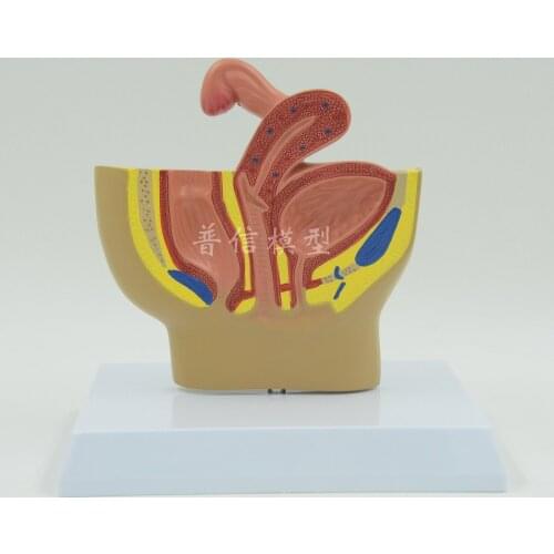 Free shipping&Female pelvic, gynecological model, urinary system, female reproductive system, for beauty salon, medical school