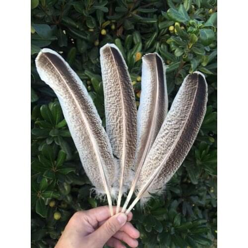 Hot!50Pcs/lot!8-12inches 20-30cm long Wild Turkey Feathers,ROYAL PALM Wild Turkey Rounds Wing Quill Feathers