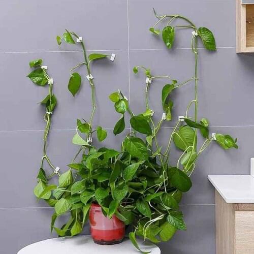 Plant Climbing Retailer Wall-climbing Vines Plants Indoor Self-adhesive Hook Wall Retainer Traceless Climbing Acrylic Adhesive