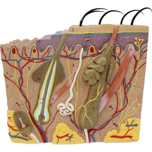 Skin Model,Skin and Hair Structure Enlarge Model Anatomical Model Anatomy for Science Classroom Study Display Teaching Medical