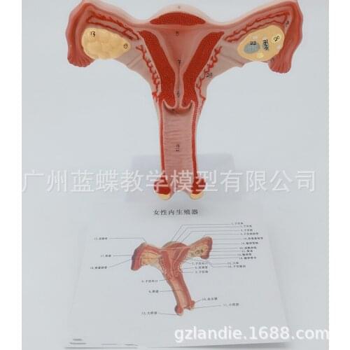 Anatomical Model of Female Uterus and Vagina