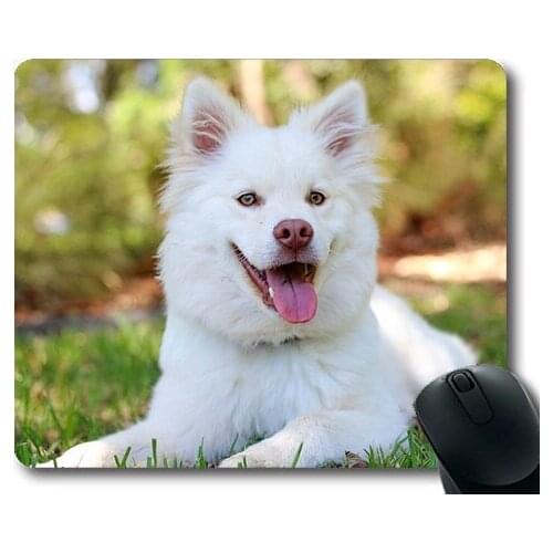 Golden retriever puppy dog,Dog Puppy Lapphund Love Cute Baby White Cream,dogs mouse mat