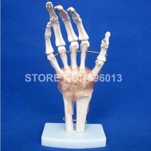 HOT Life-Size Hand Joint Model with Ligament, Anatomical Hand Joint and Bone Model
