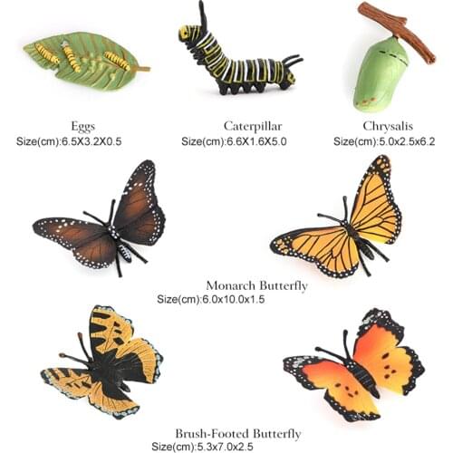 Butterfly Growth Cycle Life Cycle of Butterfly Insect Growth Figures Playset