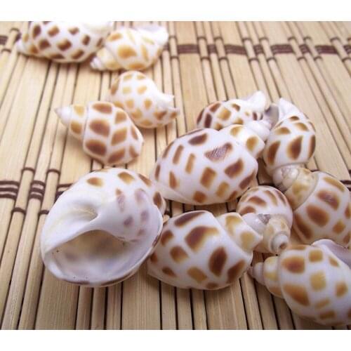 100pcs Natural 2-3.5cm Babylonia Formosae Habei For Moss Terrarium Home Desktop Decoration Crafts/Bonsai/Doll House/Miniatures