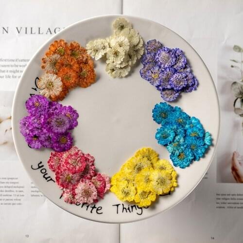120pcs Pressed Dried Flower Dye Chamomilla Herbarium For Epoxy Resin Face Make UP Nail Art Jewelry Bookmark Phone Case Card DIY