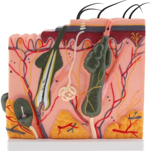 Magnified Anatomical Skin Model detachable; Can be used repeatedly