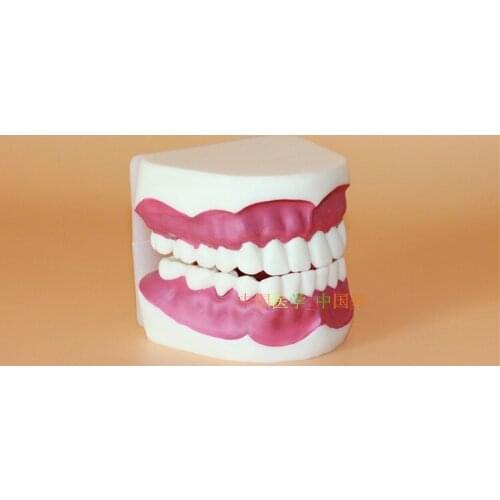 Oral Care Health teeth model Oral teaching model 16.5*9*8CM free shipping