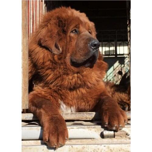 Tibetan Mastiff 5D DIY Diamond Embroidery Animal dog Diamond Painting Cross Stitch Full Square Round Diamond Mosaic Rhinstones