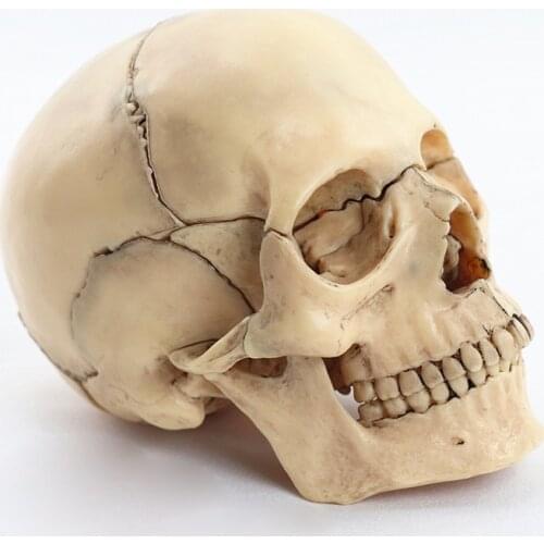 1:2 Disassembled Skull Anatomical Model Anatomy Skeleton Skull Model Detachable Medical Teaching Supplies Tool, 15 Parts