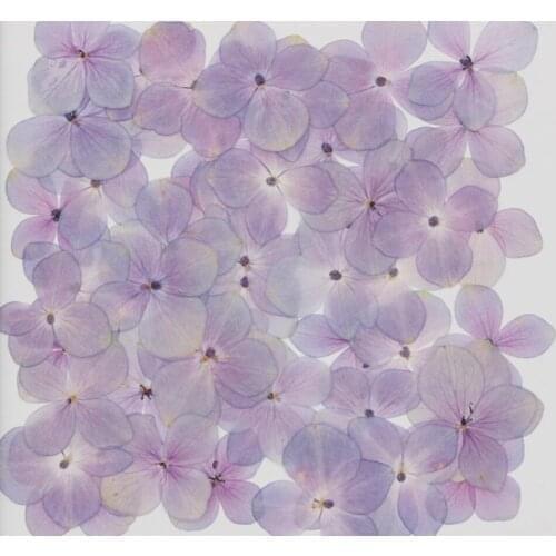 60pcs Pressed Dried Natural Hydrangea Flower Herbarium For Epoxy Resin Jewelry Bookmark Phone case Face Makeup Nail Art DIY