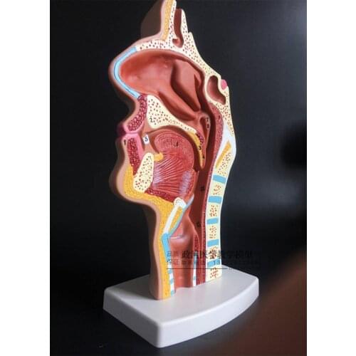 Human nasal cavity throat anatomy model pharyngeal nasal oral longitudinal slitting model