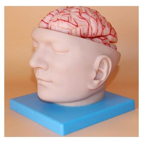 Brain cerebral artery model Neurological cerebrovascular study head anatomical model educational equipment