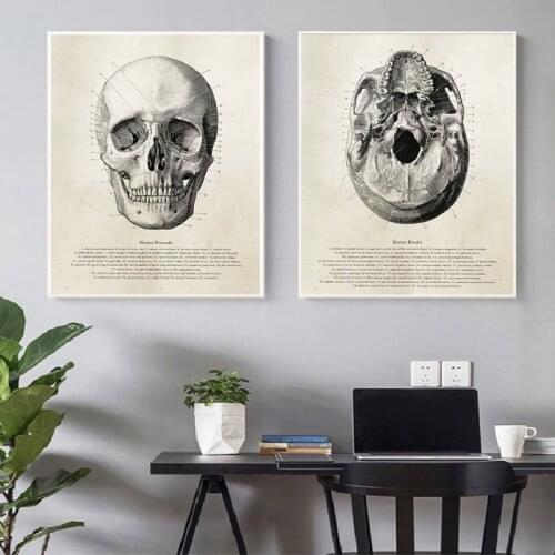 Human Anatomy Skull Posters and Prints Science Illustration Wall Art Canvas Painting Medical Student Gift Doctor Office Decor
