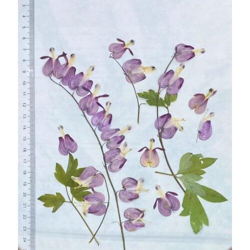 12pcs Pressed Dried Flower Bicuculline With Stem For Nail Art Jewelry Bookmark Phone Case Invitation Card DIY