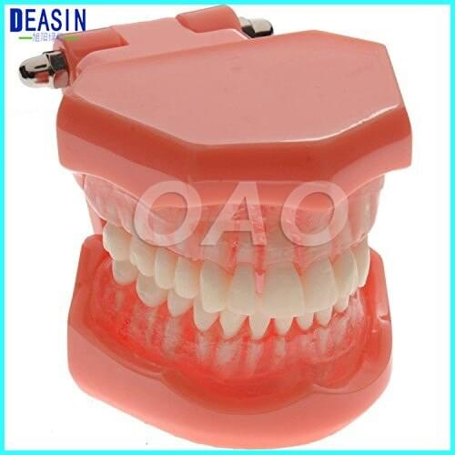 Dental standard model forTeeth Teaching Type Removable Teeth dentist student learning model
