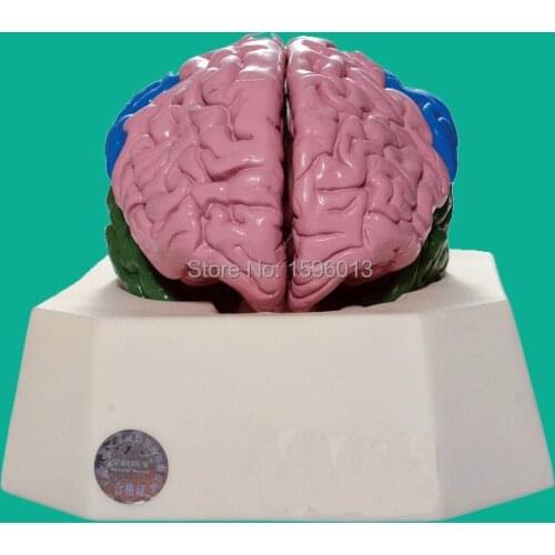 Brain Lobe Model,Brain leaf model, Brain Anatomical Model