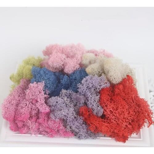 Sphagnum Mosses Eternal Dried Moss Grass Natural Fresh Moss Real Wall Decorations DIY Decorative Preserved Flowers Accessories