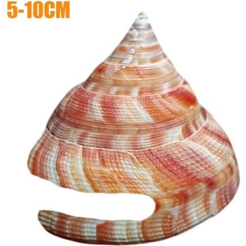 5-10cm Natural Shell Conch Red Weng Rong Snail Shell Orange Tower Sea Snail Shell Specimen Snails Aquarium Fish Tank Landscape
