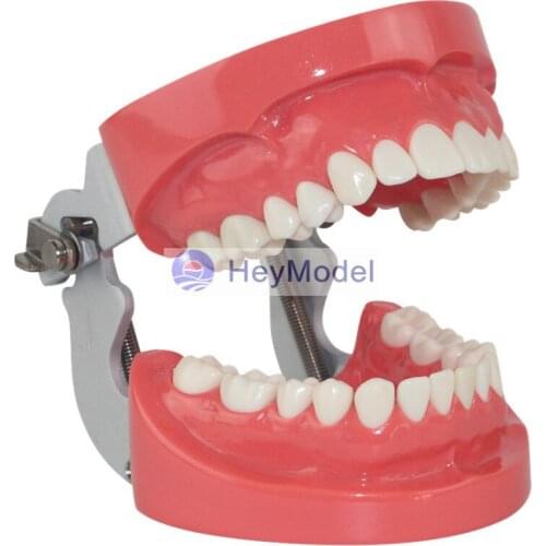 HeyModel Human Standard Teeth Model