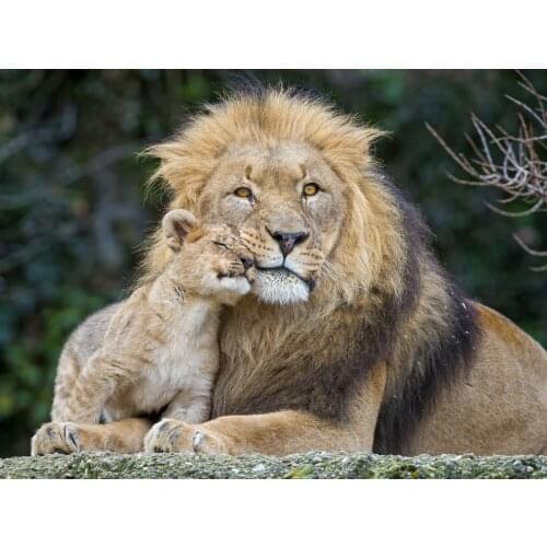 Lion with his Cub Animal Cross Stitch Kits Needlework Sewing Embroidery Crafts 14ct Unprinted DIY Arts Handmade Home Decor