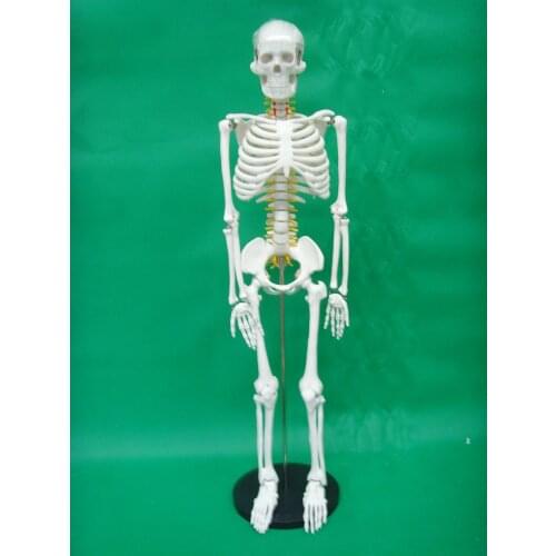 85CM intervertebral disc and neuro skeleton