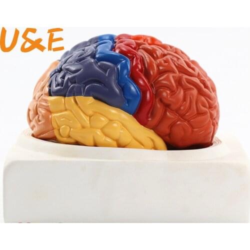 Human brain anatomy model 1:1 brain brainstem medical teaching lab supplies