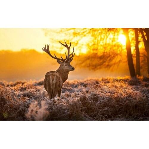 Diamond embroidery 5D deer diamond cross stitch Resin square&round diamond sets unfinished decorative diy diamond painting deer