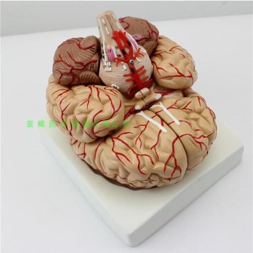 9 parts Brain Anatomical model Brain Cerebral Artery with nerve system structure model Brand new RH