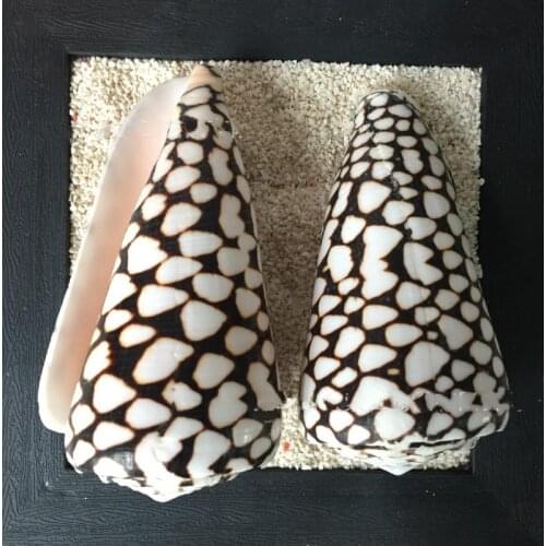 Natural conch shell Conus aquarium fish tank ornaments home decor